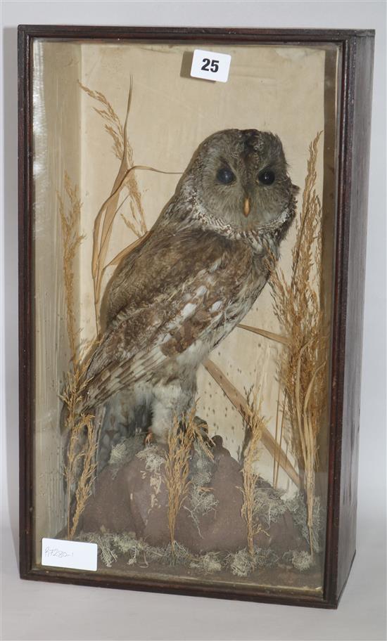 A taxidermic owl, cased overall height 49cm